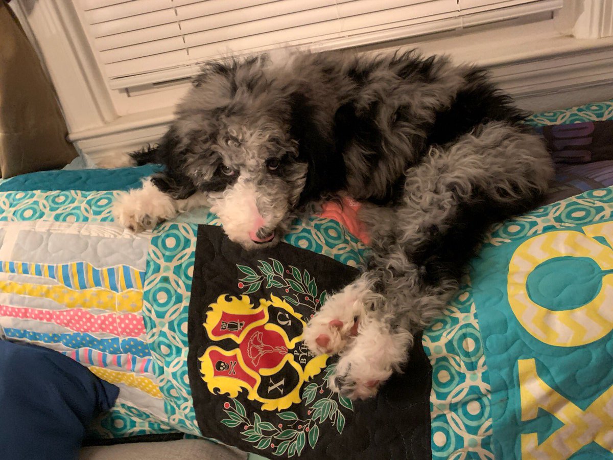Lucy enlisted in the FBI*. She’s already working her whole disguise game. See if you can find her in her Sheepadoodle as A Crocheted Afghan disguise. *Fur Baby Investigators