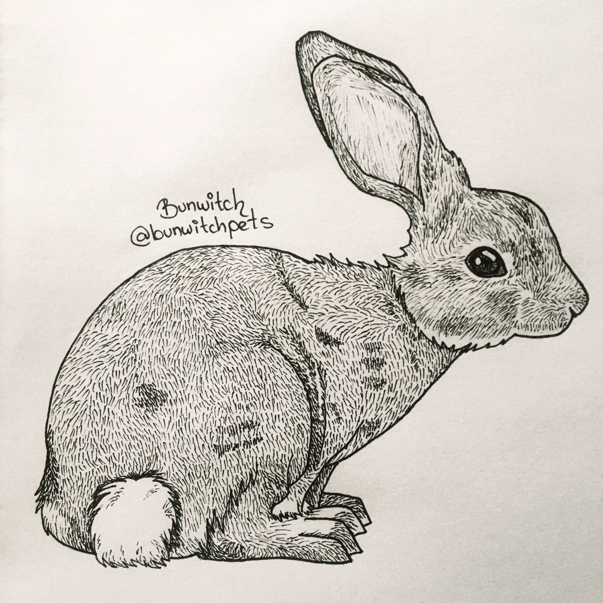 Just a little cottontail bun. 🐰💕
IG: bunwitchpets
#bunnies #bunnydrawing #rabbitdrawing #drawings #cottontail #cottontailrabbit #petdrawings #traditionaldrawing #inksketch #inkdrawing #うさぎ #うさぎさん #かわいいうさぎ #イラスト #kaninchen #hasen #conejitos