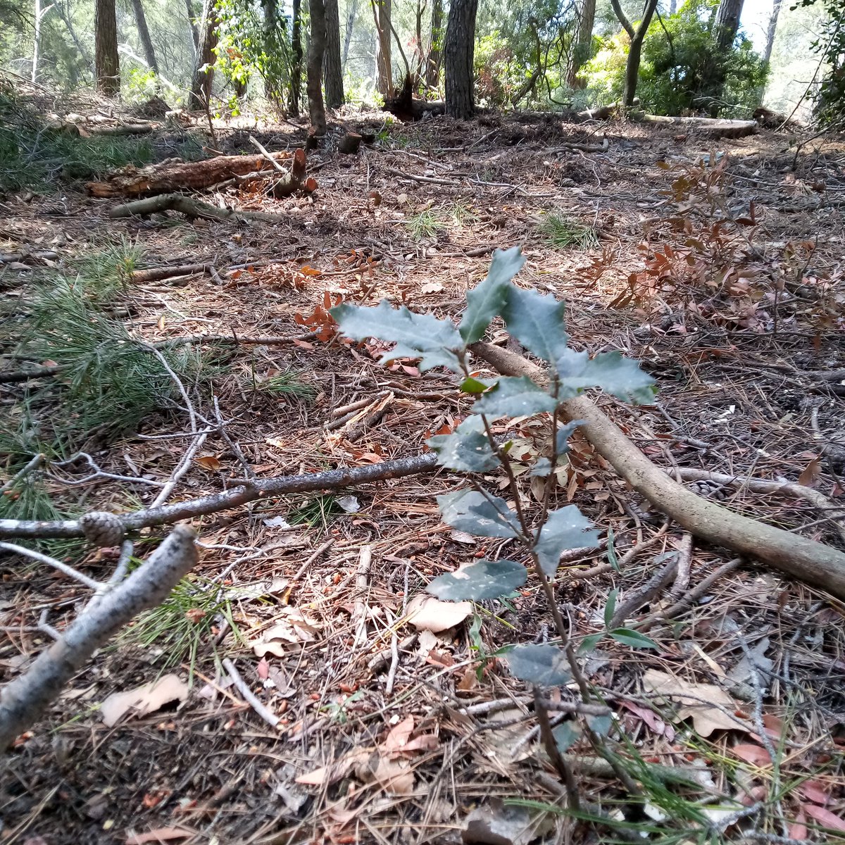 Hi ha dies que son ben parits. Ha plogut de nit, he pogut anar a tallar i he vist que el bosc es viu. Per molta gent no es gaire re pero per mi aixo es gloria. 🤘😊
