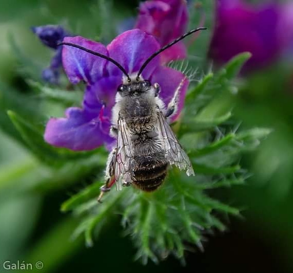 #Abeja🐝 polinizando #FloresSilvestres 🌺 en #AlcalaDeGuaira #naturaleza