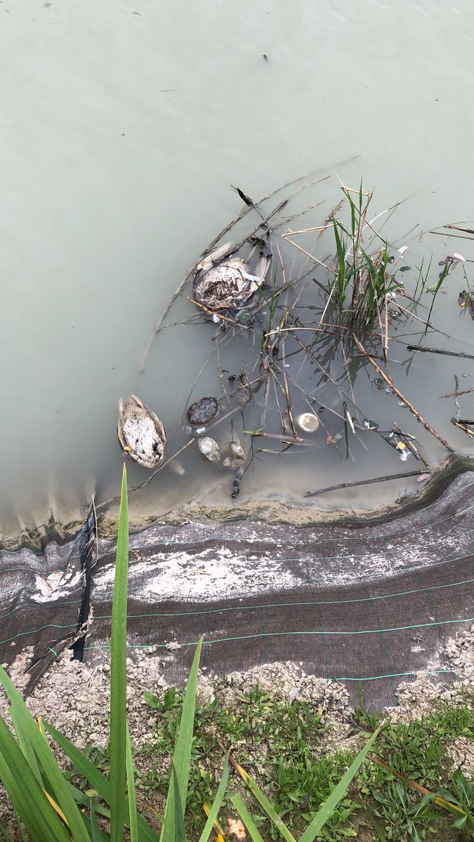 Así estaba el río Segura esta mañana frente al 7 Coronas: patos y tortugas muertas flotando en la mierda.