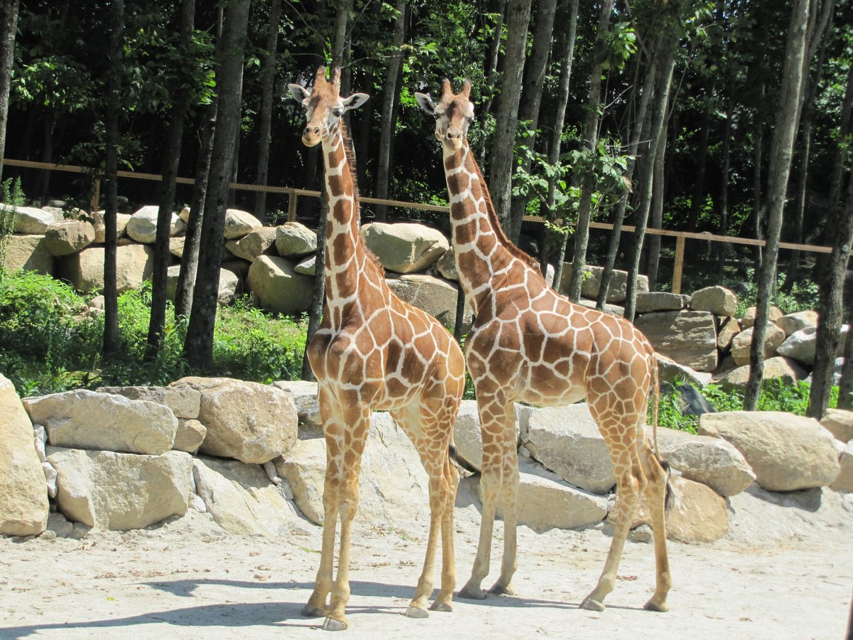 VisitMA's tweet photo. Good news! @SouthwicksZoo in #mendonma reopens today! Make your reservations and discover the amazing animal kingdom right in our backyard. #mylocalma @VisitCentralMA @VisitSEMass
https://t.co/bn5GNZYrja https://t.co/WL6l4oRQuW