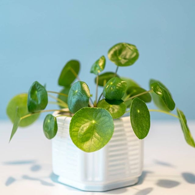 İskandinav iç mekan tasarımlarının vazgeçilmezi: Pilea peperomioides! 💜
Yaşam alanınızda günlük yaşamın stresinden arınmak için bir kahve molası verdiğinizde, size zevkle eşlik edecektir!💫
#moonplant #plant #pilea #plantidea