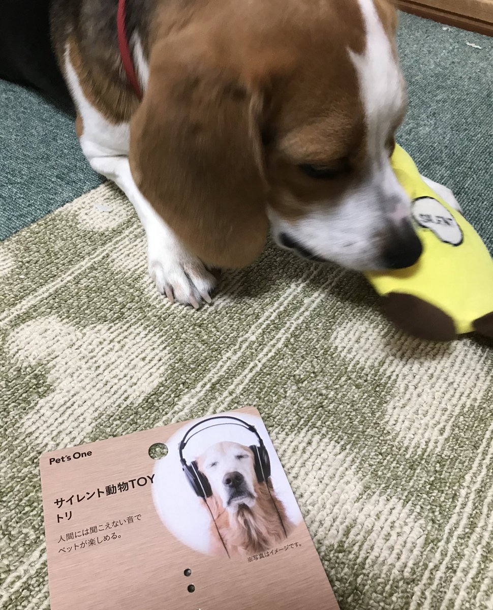 Jpsipokerqlax 100以上 犬 プラスチック 食べた 犬 プラスチック 破片 食べた