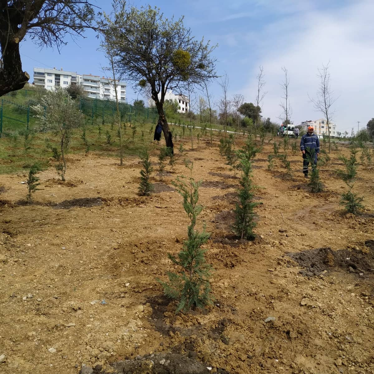 genctemagtu's tweet photo. 🌱Gebze Belediyesi'ni  oluşturduğu, sağlık çalışanlarının adlarının yaşayacağı hatıra ormanında bugün okulumuzu ve topluluğumuzu temsilen otuzu aşkın fidanı toprakla buluşturduk. 🌿
Fidanlarımız büyüdüğünde altında piknik yapmayı umuyoruz 🤩 https://t.co/wYK4qnMl0K