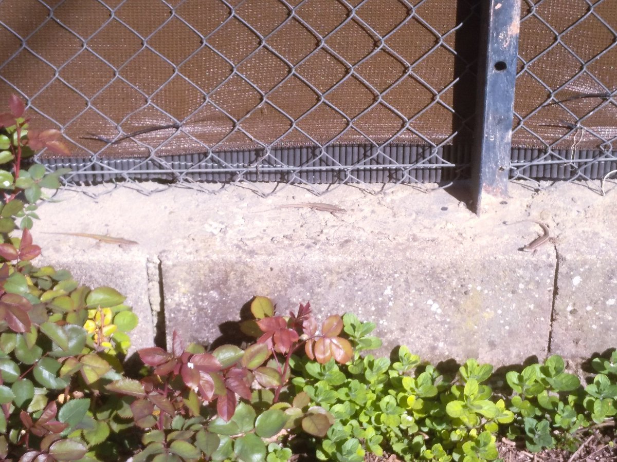 Tres lagartijas toman el sol esta tarde primaveral en nuestro jardín. Una de las ventajas de no usar productos químicos, la fauna beneficiosa para el huerto y el jardín campa a sus anchas. #eco #vegano #glutenfree #alergyfree #singluten #sinalergenos #sabroso #Ribatajada #Cuenca