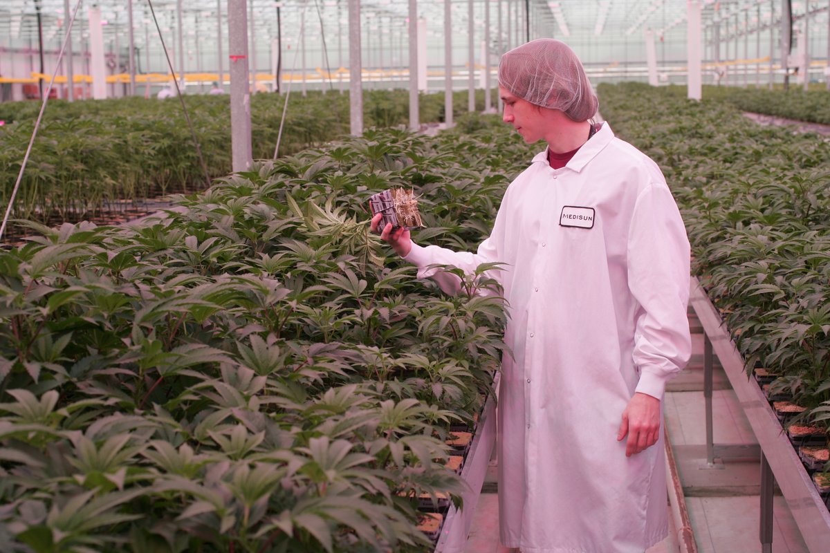 #TeamMedisun member Sebastian Dam checking our veg. tables for root growth. 🌱
.
.
#cannabiscommunity #cannabisclones #greenhouse #strains #sativa #marijuanaindustry #cannabiscultivators #cannabisgrowers #medicinalherbs #canadiancannabis #cannabisconnoisseur #cannabiseducation