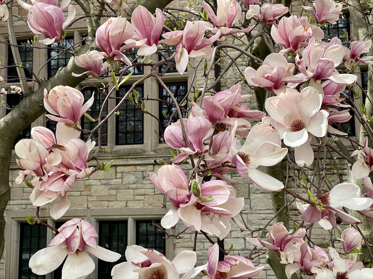 chrissybillauUM's tweet photo. The magnolia tree on the east side of University Hall on @UToledo Main Campus is in bloom. Hurry your feet over to see these beauties while they last! https://t.co/fYf8ZIRBXx