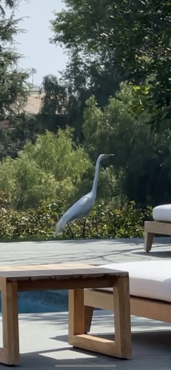 Is this a white egret or a crane?