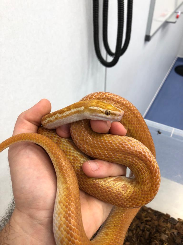 Hoy, en “Curso de Anestesia Veterinaria para anestesiólogos de humana”, #anestesia de una serpiente africana 🐍💉🩺