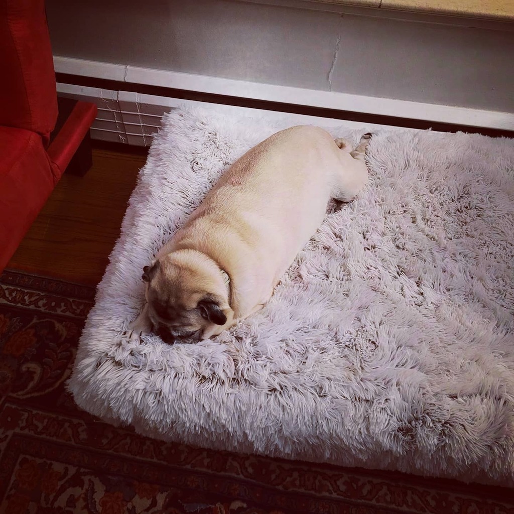 LadyStardustAG's tweet photo. Late national pet day from the log boi🐶 @aspicymeatpug #pug #pugs #purebreadpugs #dog #dogs #doggos #doggo #puggo #puggos #nationalpetday https://t.co/rizxhndN9r