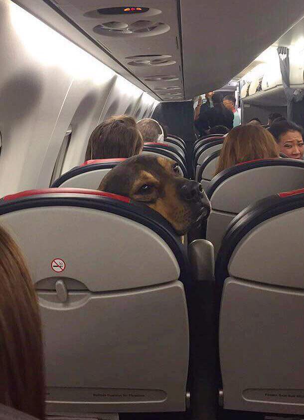 lifeof_dubem's tweet photo. *5 minutes into d flight            Pilot ::

Pilot abeg borrow me 
Your phone make I do 
Sponsored post 🥲 https://t.co/LErqQOCbEk