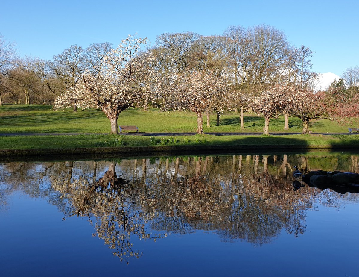 A walk in Sefton Park this morning.
#reflections #reflectionsinthewater  #swan #trees #blossomtrees @ILoveSeftonPark #NaturePhotography