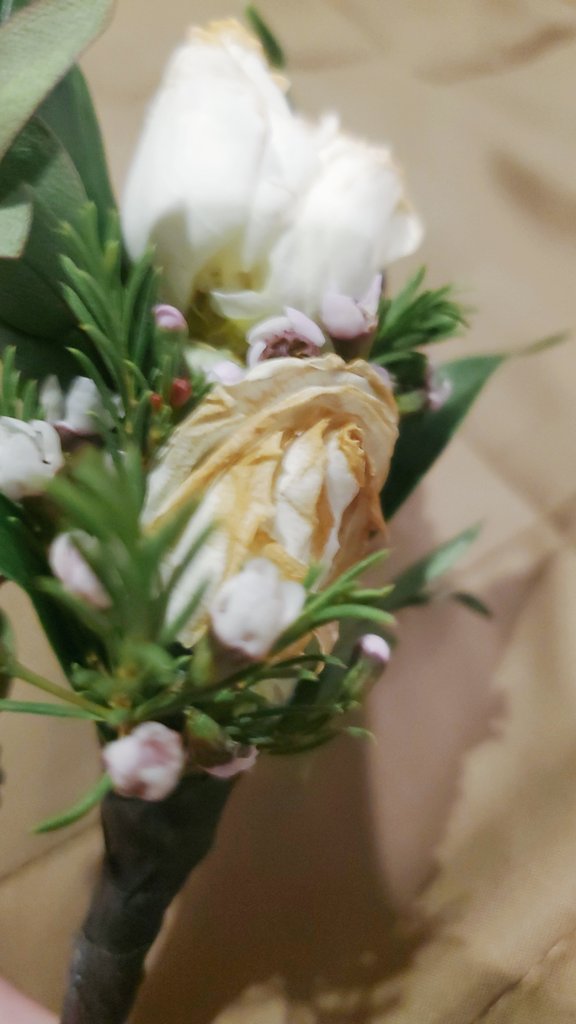 agulli11's tweet photo. @Suppository_ @yungbreadboy i wonder where the rest of that flower went.... https://t.co/UQsNqi1Ffj