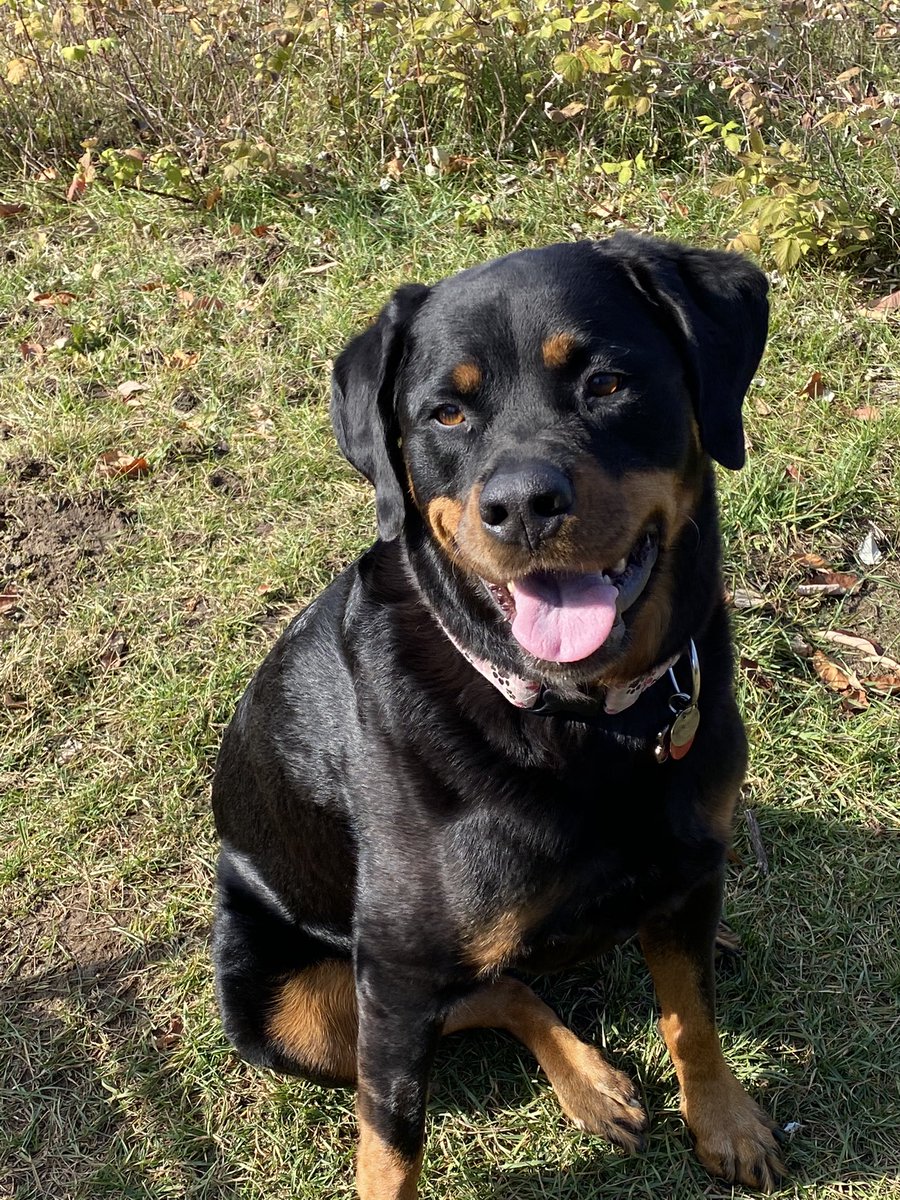 Happy #NationalPetDay from London!  This happy Rottie is spoiled every day ❤️