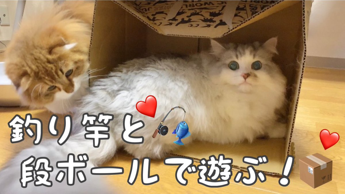 もふもふ兄弟シエル ティティ Mofumofu Ciel Twitter