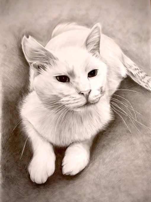 鉛筆画のTwitterイラスト検索結果。