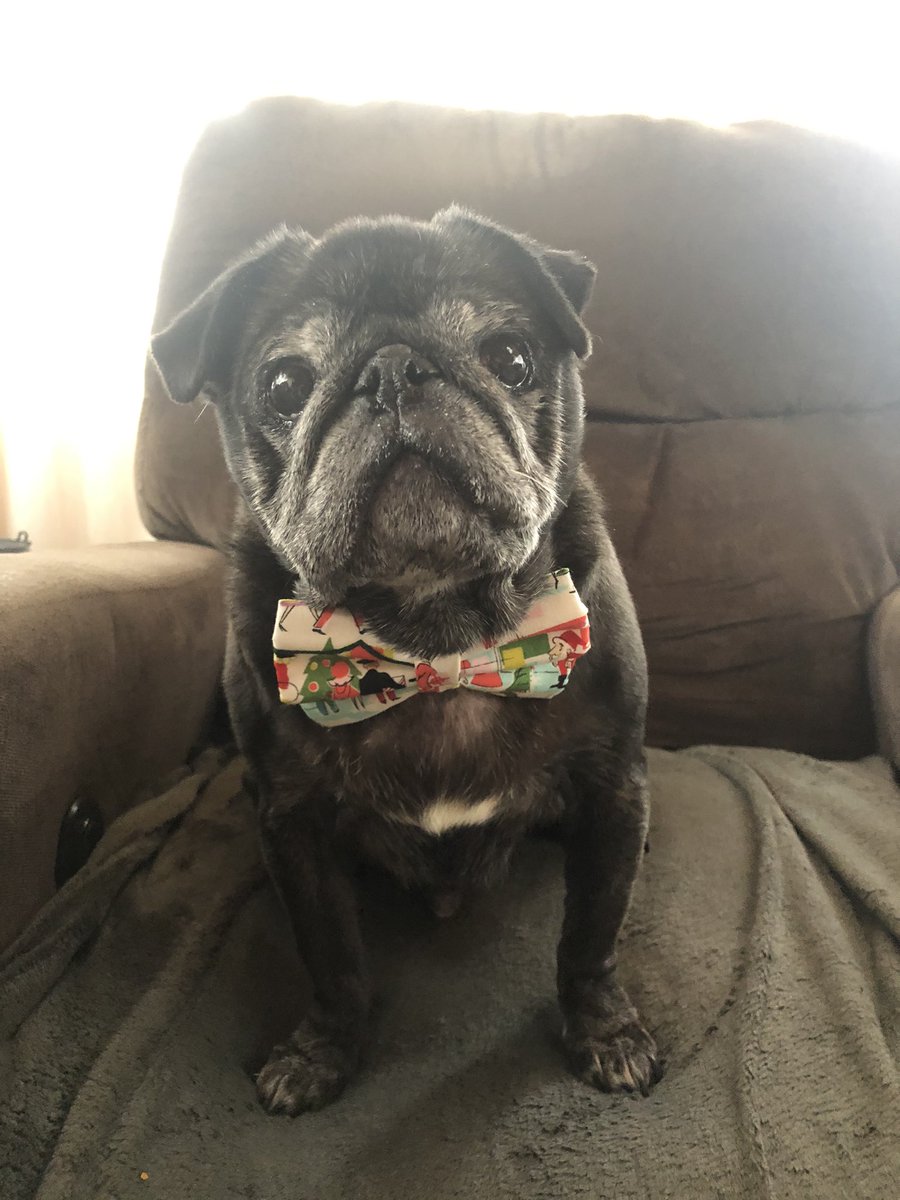 Michelle Prinvale (@mprinvale) on Twitter photo <a href="/Pug_Chloe/">Chloe</a> <a href="/Hector_Shar_Pei/">The Brindled Brothers</a>
<a href="/MadleeRage29/">The Gilly Grumble ๐พHere to cause chaos 24/7 ๐คช</a> <a href="/LoulouHoltz/">LOU & MOO</a> <a href="/MisterPemberto1/">Mister Pemberton</a> <a href="/Oh_Alby/">Albert the Pug๐ (account now run by Betty)</a>
<a href="/carlypug/">Angel Carly ๐ & Lily ๐พ๐จ๐ฆ</a> <a href="/MaisyTheCrzyPug/">Maisy, Daisy & Paisley</a> - I wanted to do a song for <a href="/KirbyPug/">Kirby Pug</a>โค. Just needed some time to figure out what song to use. Then it hit me. The Look by Roxette with some modifications๐๐ฅฐ๐๐คฉ <a href="/Pug_Chloe/">Chloe</a> <a href="/Hector_Shar_Pei/">The Brindled Brothers</a>
<a href="/MadleeRage29/">The Gilly Grumble ๐พHere to cause chaos 24/7 ๐คช</a> <a href="/LoulouHoltz/">LOU & MOO</a> <a href="/MisterPemberto1/">Mister Pemberton</a> <a href="/Oh_Alby/">Albert the Pug๐ (account now run by Betty)</a>
<a href="/carlypug/">Angel Carly ๐ & Lily ๐พ๐จ๐ฆ</a> <a href="/MaisyTheCrzyPug/">Maisy, Daisy & Paisley</a> - I wanted to do a song for <a href="/KirbyPug/">Kirby Pug</a>โค. Just needed some time to figure out what song to use. Then it hit me. The Look by Roxette with some modifications๐๐ฅฐ๐๐คฉ