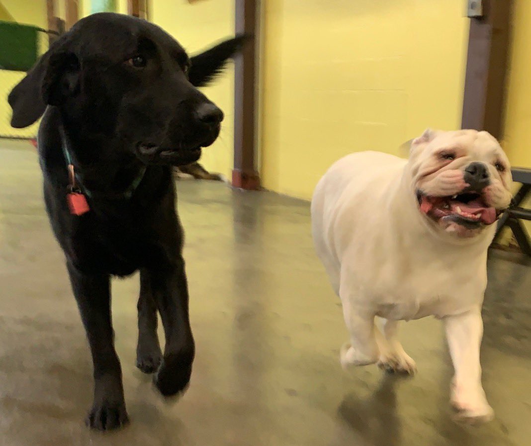 Norman and his buddy at daycare today. Have you ever seen a happier pup?!? 🤣