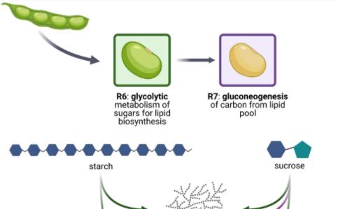 PlantPhys's tweet photo. NEWS &amp; VIEWS:  Late-stage maturation erodes lipid content in soybean seeds (by Mehran Dastmalchi @mehran_plantsci)  #PlantMetabolism #PlantSci @shrikaar_k https://t.co/Ldioqiidty https://t.co/Nv4bJgC4wh