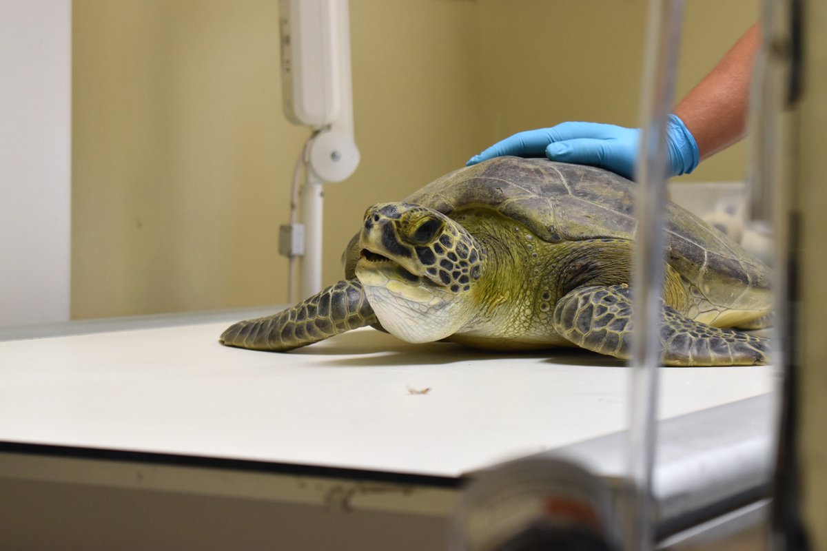 CROWClinic's tweet photo. Last week, we admitted this juvenile green sea turtle (#21-1450) after it was found floating and acting lethargic in a Port Charlotte canal. 

Veterinarians examined the turtle &amp; found no major signs of injury, but bloodwork done by our vet techs showed signs of severe infection. https://t.co/7wxrZoBDym