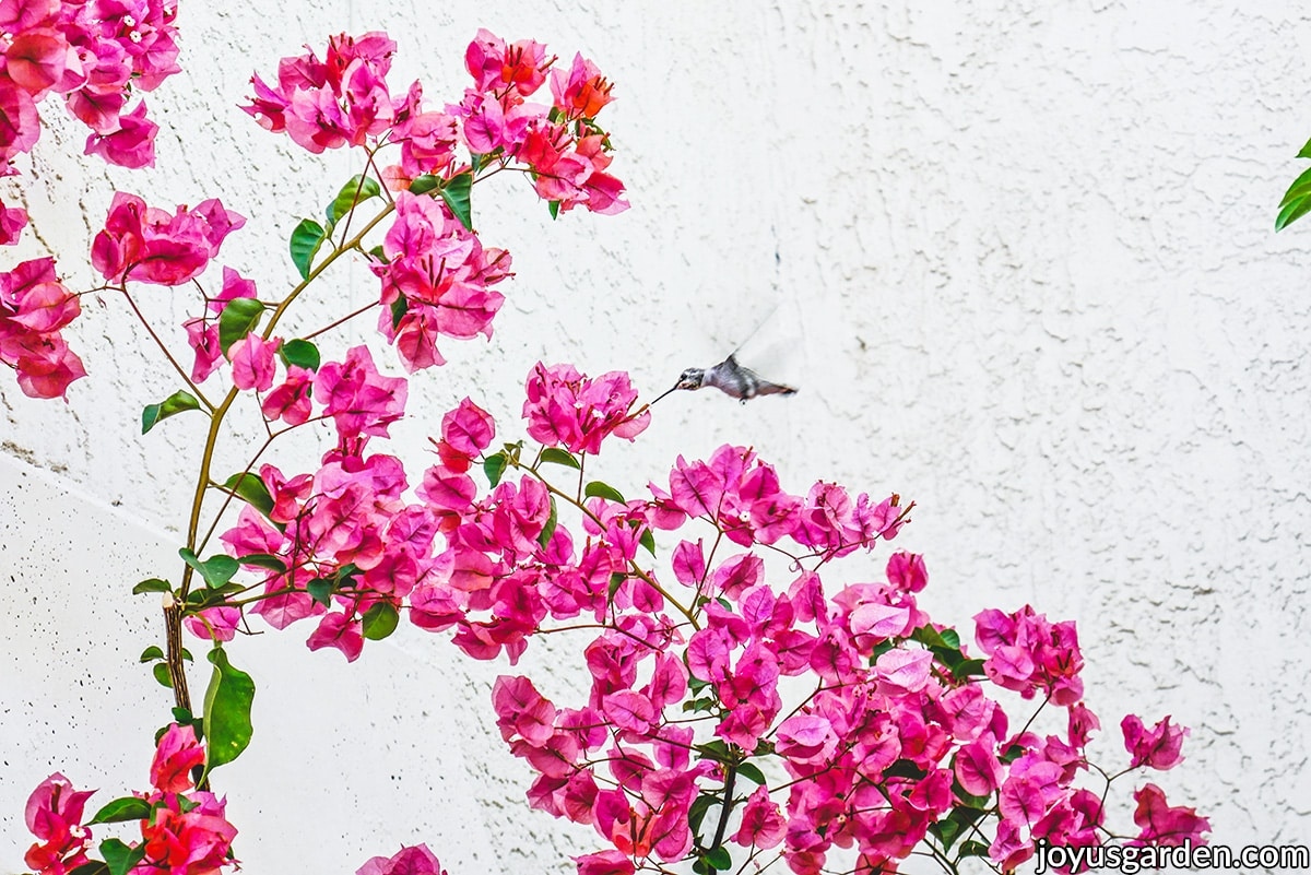 Bougainvillea plant care isn’t difficult but there are a few things you should know. 🌺 Click the link below to learn everything you need to know about bougainvillea. ⁠
⁠
joyusgarden.com/bougainvillea-…