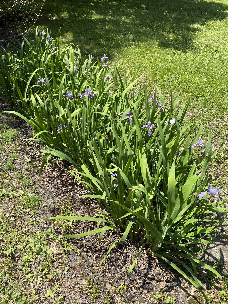 SRHS_MsCrawford's tweet photo. Spring is here at the Eco Center at @SamRayburn_HS! I was curious to see what would come back after the winter freeze in February, but it’s rebounding so nicely! Stop by and see if you can spot any red eared sliders in the large pond! https://t.co/I6FmAk3X82