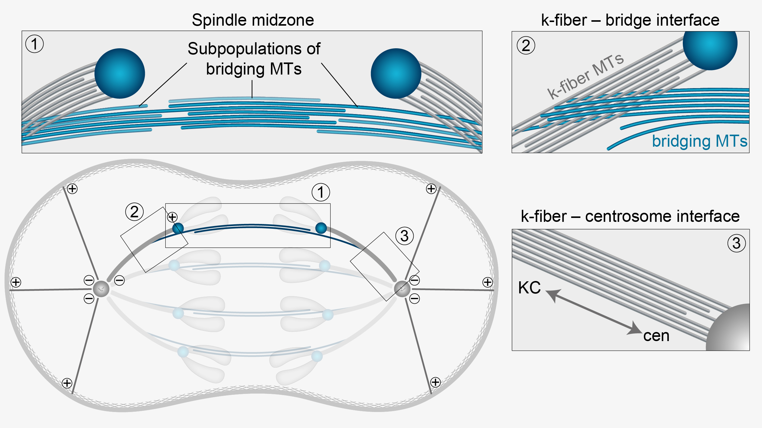 Spindle Elongation