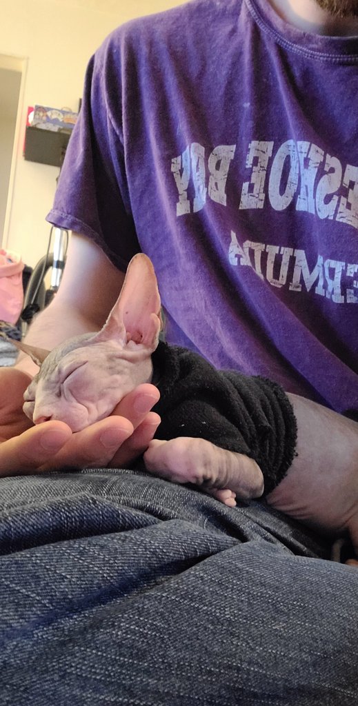 dr_keeley95's tweet photo. Cat allergies?? Sphynx kitten. https://t.co/1K6sqtQKJl