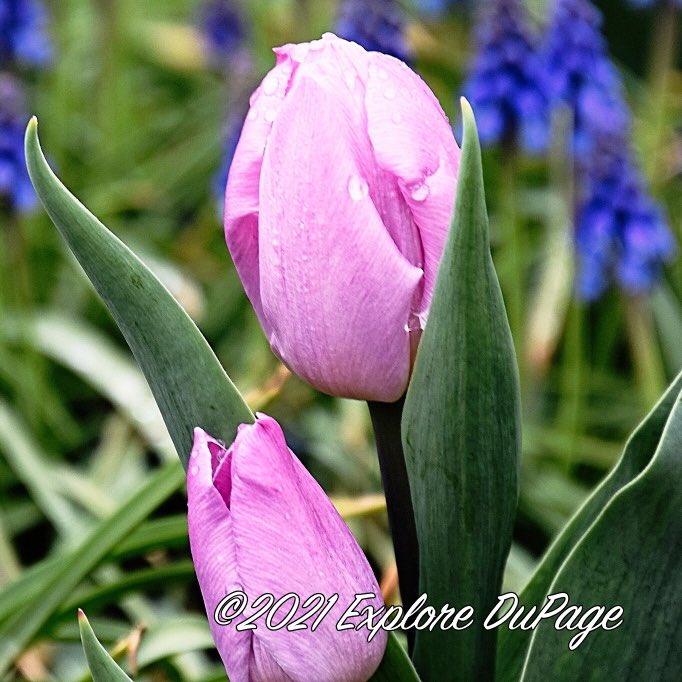 #Spring #flower #photography at Lilacia Park #Lombard #IL