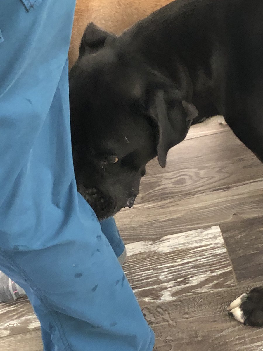 k9kayaks's tweet photo. Lexi&Damon💭 wow we can’t believe it....mom cheated on us again she played with a #Doxin and a #GoldenDoodle she’s getting a complete sniff down. Look close you can see where Damon has drooled on @carolinagrl254 scrubs 😂😂🐾🐾 @BusyChasingNick @SandDollar04 @StacieMazzotta https://t.co/q5KcVPQA3l