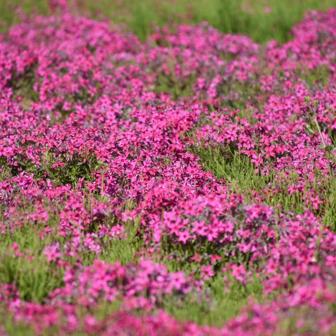038ききsan 大宮花の丘公苑に咲いている芝桜 ピンクの花 小さい花 芝桜 カメラ散歩 写真好きな人と繋がりがたい