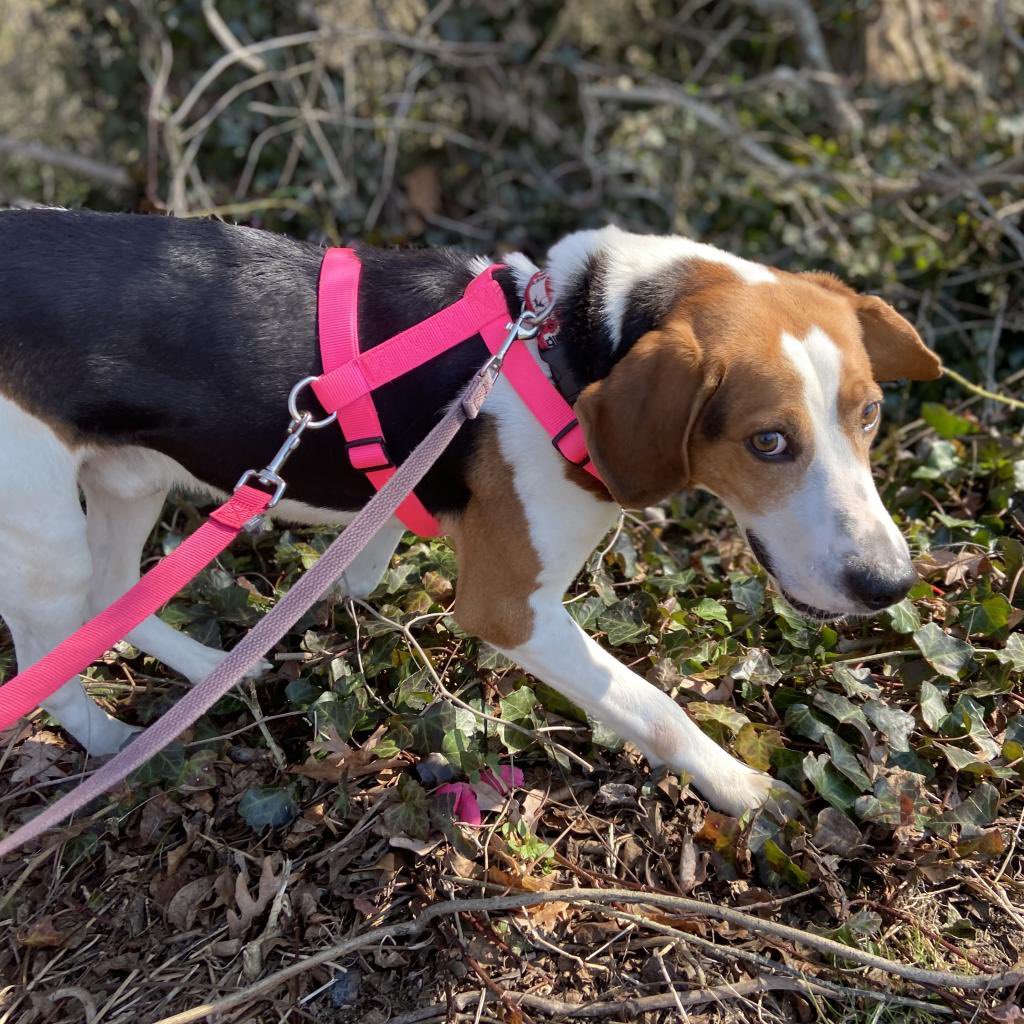 Bideawee's tweet photo. Who’s going to be the lucky family that makes sweet, adorable Reggie, a part of their pack? Meet him at our Westhampton location by applying online: https://t.co/luhpshI8ji https://t.co/stg6Hn5BUy