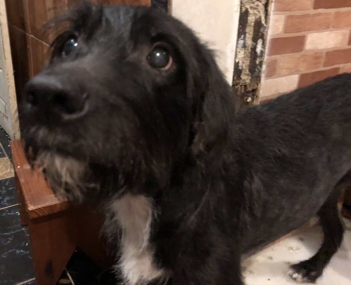 cameelou's tweet photo. Nesse mês de abril completa 10 anos que o Zico está na nossa família e ele me ensinou muita coisa.
Eu nunca tinha visto um cachorro com tanta personalidade,ele é resmungão,rosna até pro vento,só toma remédio se ganhar um prêmio em troca e ama muitooo passear 😂 https://t.co/2jBdaRiGA6