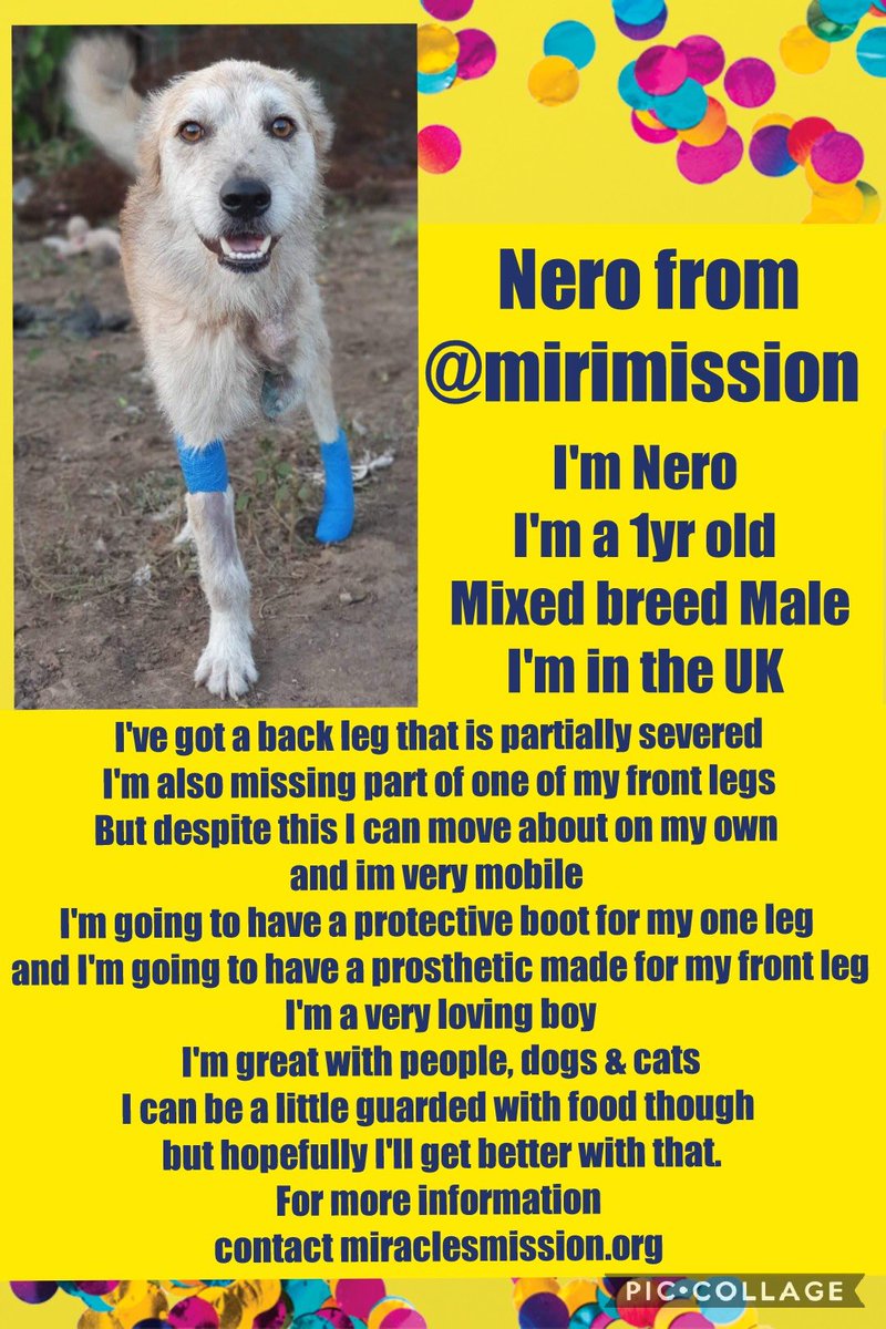 FOSTERFIRST1's tweet image. #FosterFirst @MiriMission 🐾💚 #k9hour