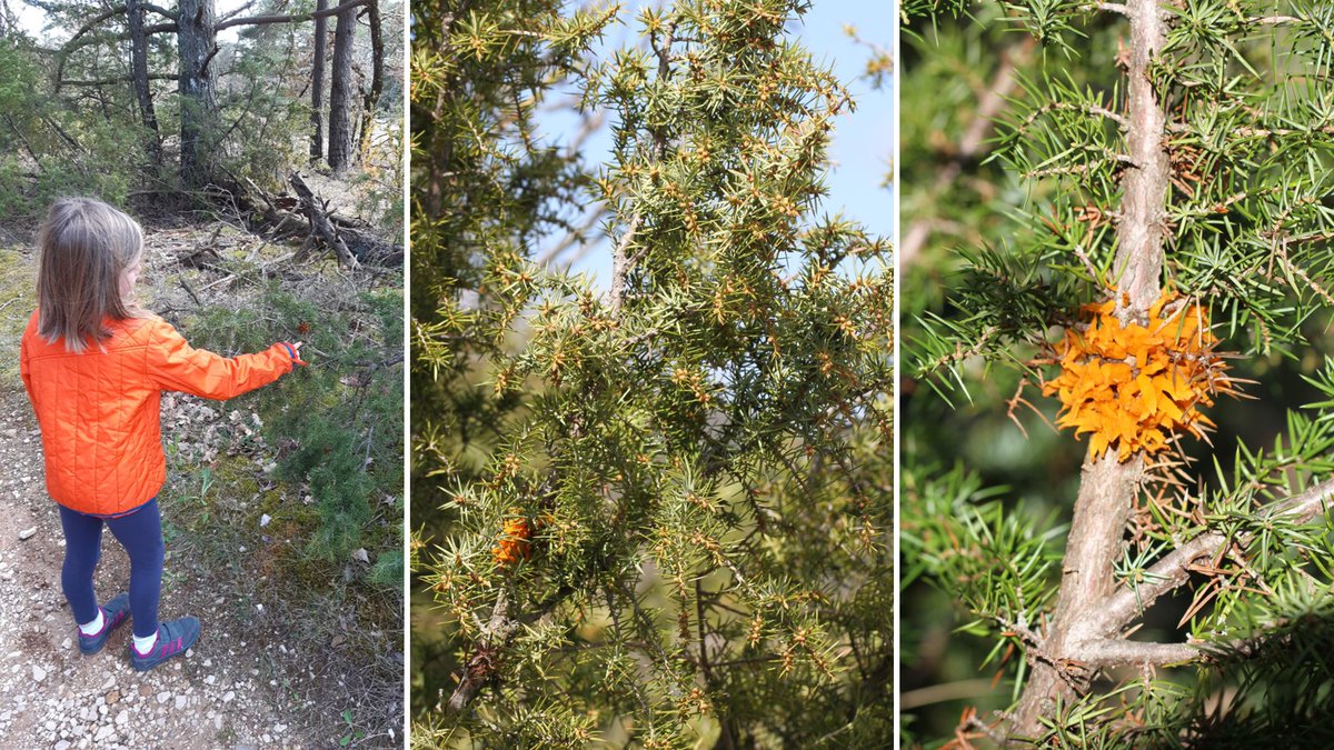 wheatpath's tweet photo. (1/3) My little #rust detector in action on the Causse (L'hospitalet-du-#Larzac, FR), here in front of 'tongues of fire' on common #juniper (Juniperus communis) caused by #Gymnosporangium clavariiforme. A first for me, as the orange fruiting bodies is only a few days per year! 🤩 https://t.co/KlhO2cKlfg