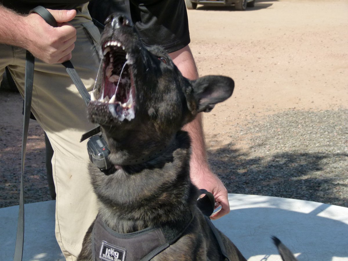 BestBitesForevr's tweet photo. My dog had bite training today - https://t.co/ZBfYwrHkrn https://t.co/p38rms7u0k