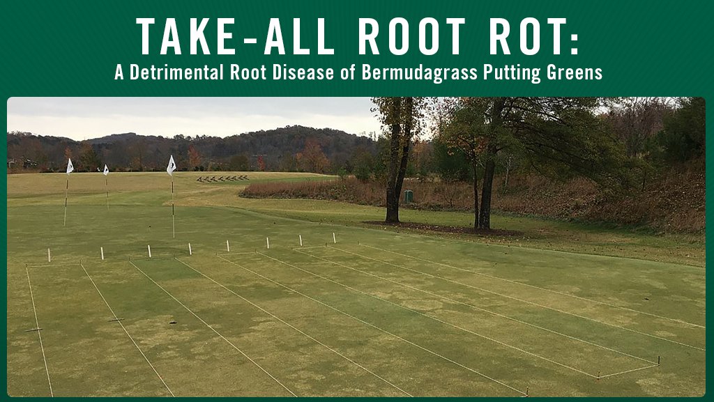A general thinning with the patches or along the margin of the green may result if Take-all root rot (TARR) is left unchecked… more from <a href="/maria_turfdr/">MTP</a>, Aaron Tucker and <a href="/TurfManCam/">Cameron Stephens, Ph.D.</a> on this detrimental root disease in <a href="/MSTurfAssoc/">MSTurfAssociation</a> magazine – theturfzone.com/mta/?ascat=73&…