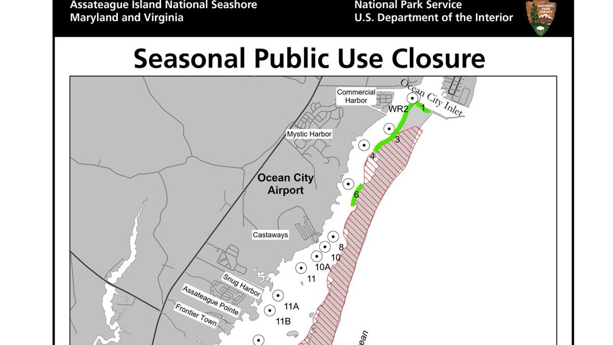 On the NORTH end of the island, the bayside of the island through the dunes & out onto the beach above the high tide line is closed to exploring until 9/15 or there about. This closure is in place to protect birds that lay their eggs on the sand or among the grasses in the dunes.