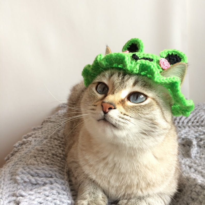 coll_laure's tweet photo. Cat and rabbit with froggy bucket hat is my new mood 
Etsy - AkhOlga https://t.co/taSdTdBLB8