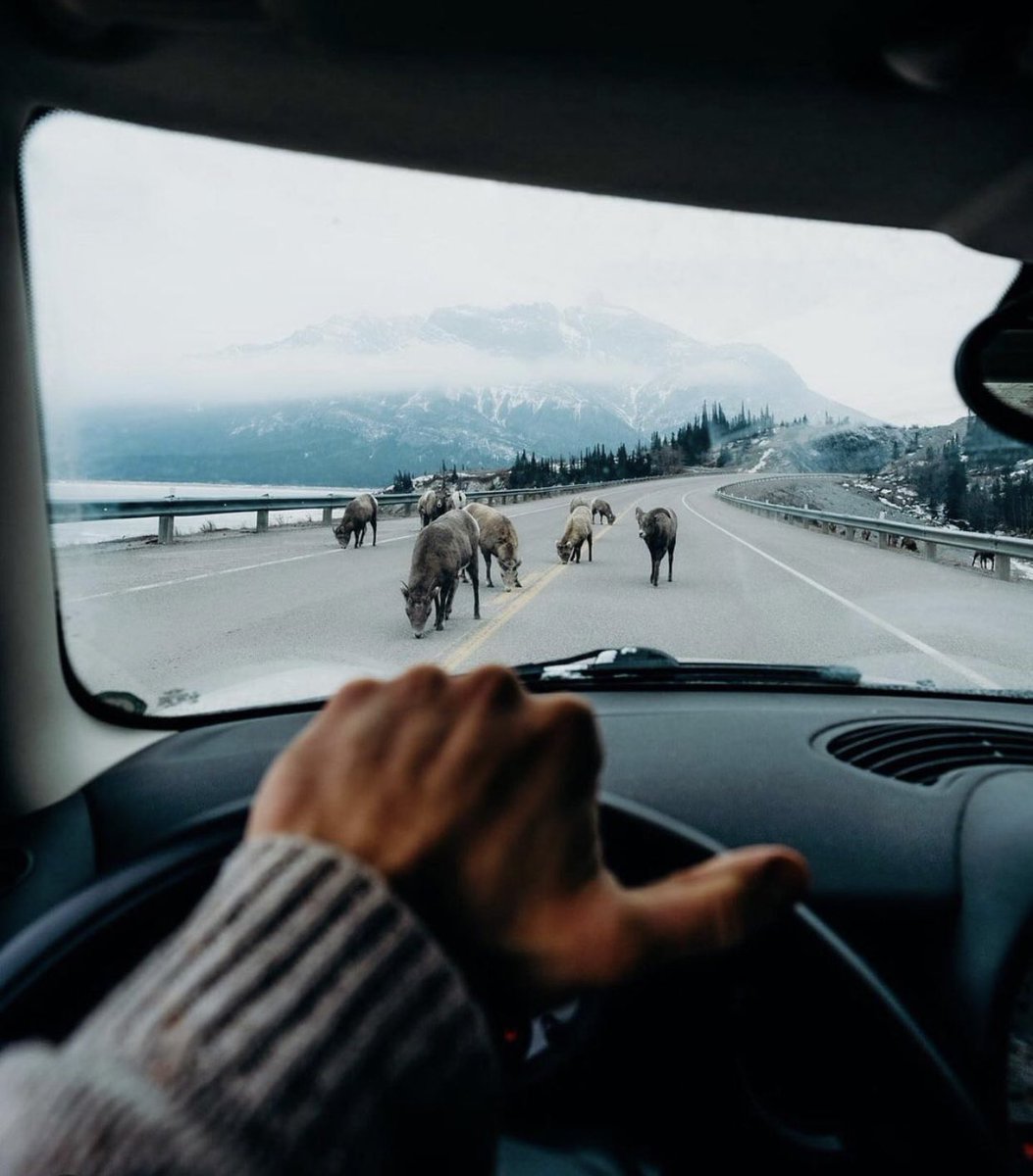 This is the type of Monday morning traffic jam we can get behind! Our mindful Monday tip for managing your commute is to use every red light as a chance to return to your breath. 📸 calin.charles (via IG)

#LakeLouise #MindfulMonday