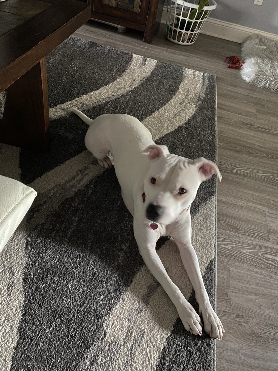 The big reveal! Lola is 100% Am Staff Terrier! I always knew she could be a show dog 🐩 #wisdompanel