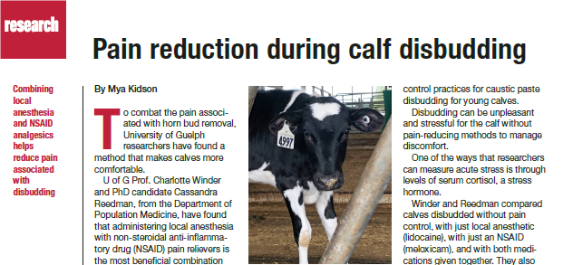 DairyatGuelph's tweet photo. Disbudding optimizes calf and farmer wellbeing but requires proven pain mitigation techniques. #UoG researchers @cbwinder @CassieReedman found that local anesthetic with a non-steroidal anti-inflammatory drug gives better pain reduction. Read more at:
https://t.co/vWwPxrMYAd https://t.co/KE7X7O6it1