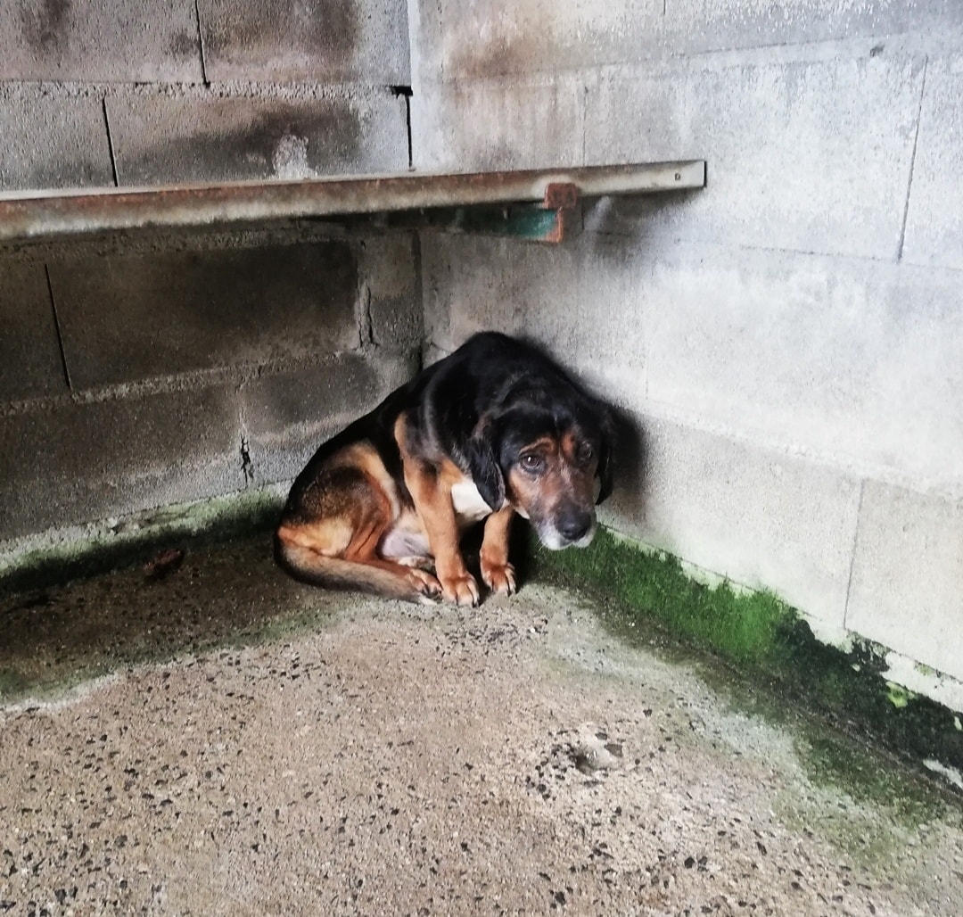 Protectora de animales Arume (@acarballino) on Twitter photo 