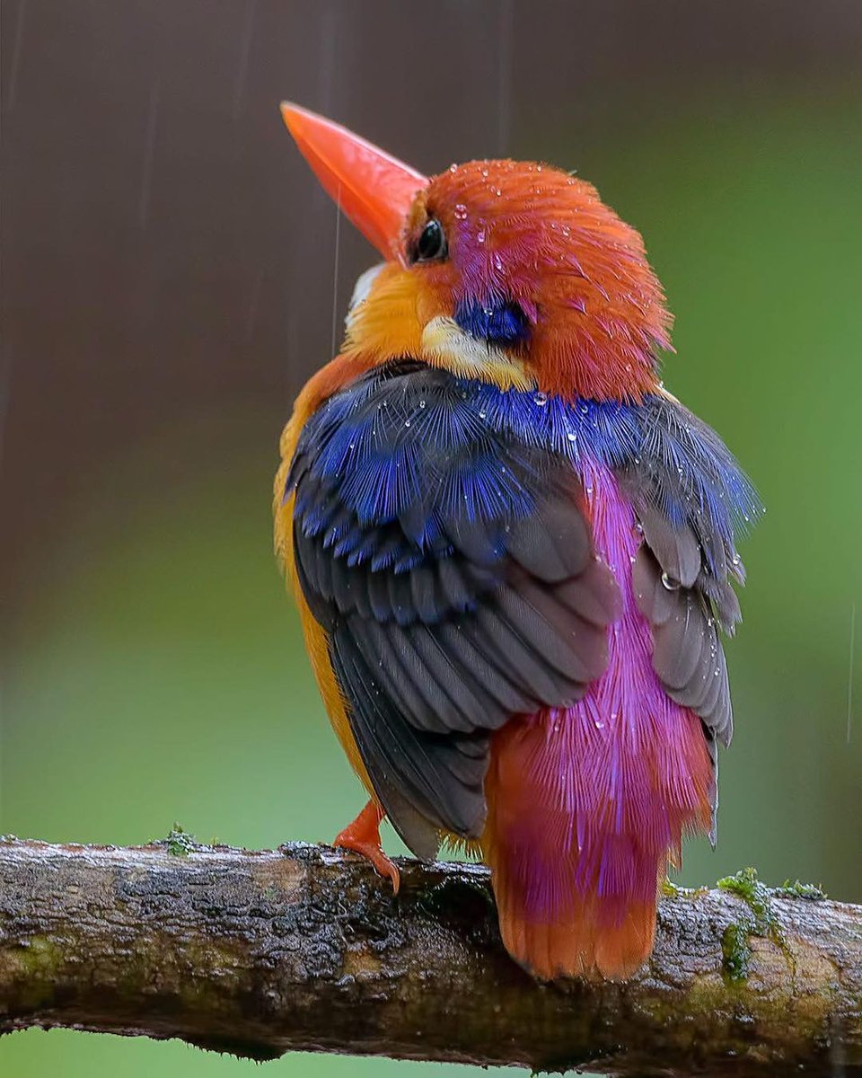 koliberki's tweet photo. Oriental Dwarf Kingfisher in the rain 🕊🌿🐦🦋🦜🌺 https://t.co/MCCQsVKNkB