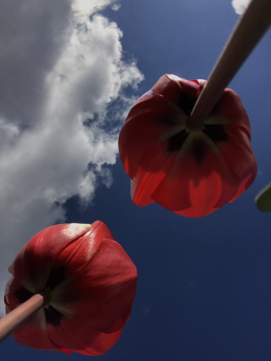 EastcoteGardens's tweet image. Tulips reaching for the skies. #GardenersWorld #tulips #farmergracy #gardening