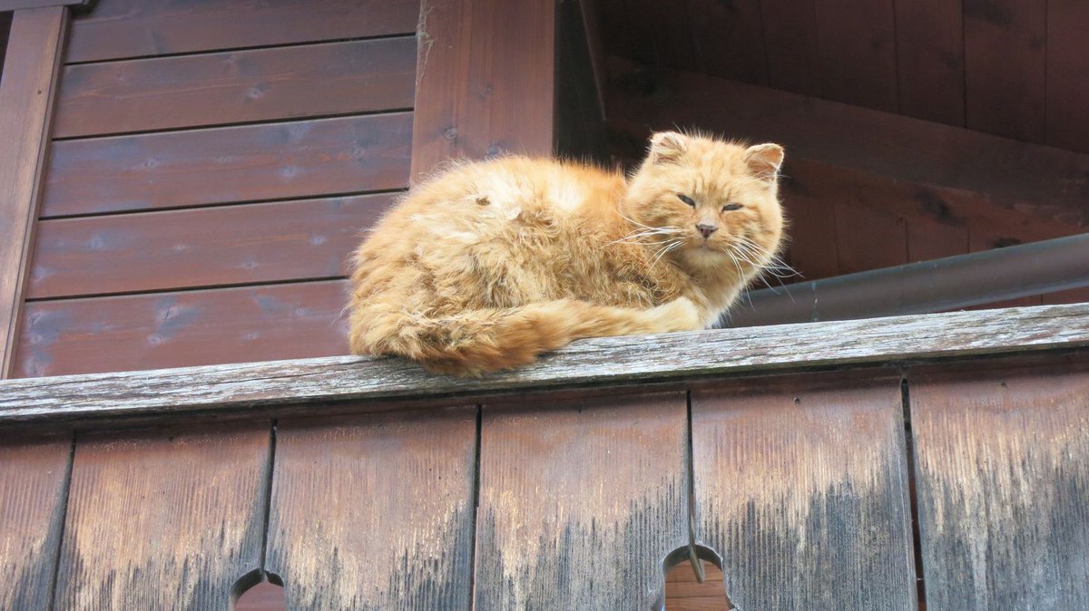 standseilbahnen's tweet photo. Cat in Lessoc - Gruyère - Bulle - Fribourg - cats in Switzerland 🇨🇭😍 #cat #cats #katzen #tiere #nature #animals #Lessoc #Suisse #Switzerland https://t.co/2Qro9jricz