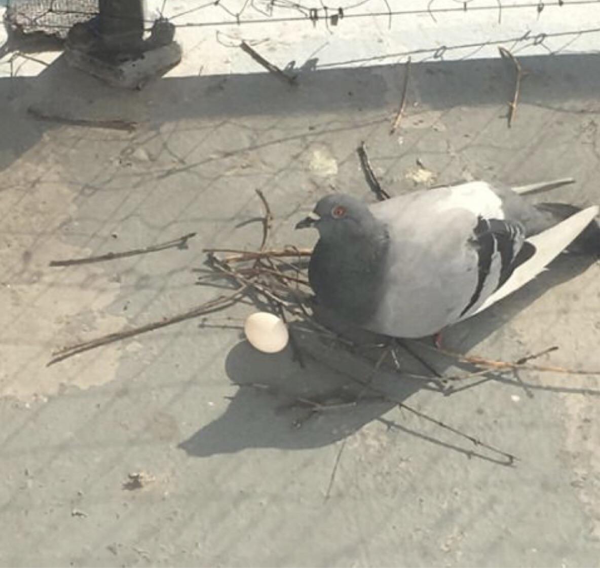 RT @ndchiappini: Whenever I mess up an experiment I just think of what a pigeon considers a successful nest https://t.co/dgUNQeDINK