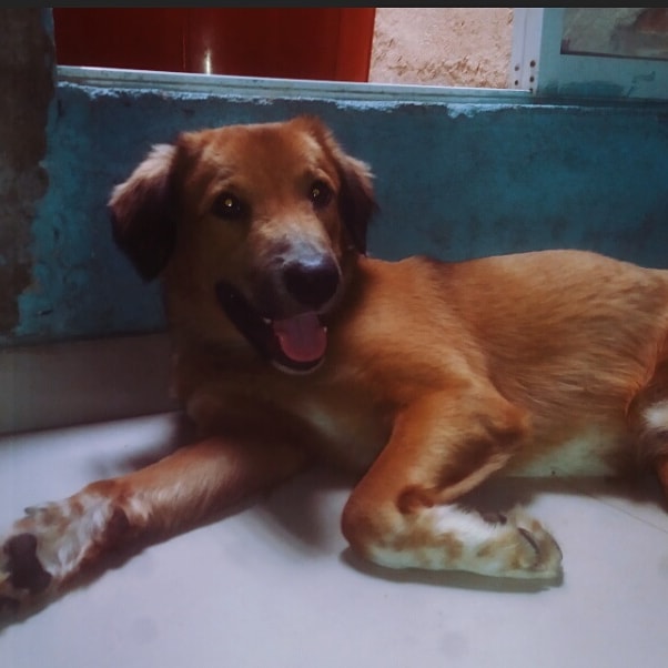 El mejor amigo de ser humano https://t.co/EFM8rGbPxu<a href="/tag/onlyfan"class="tags"><span>#onlyfan</span></a>
