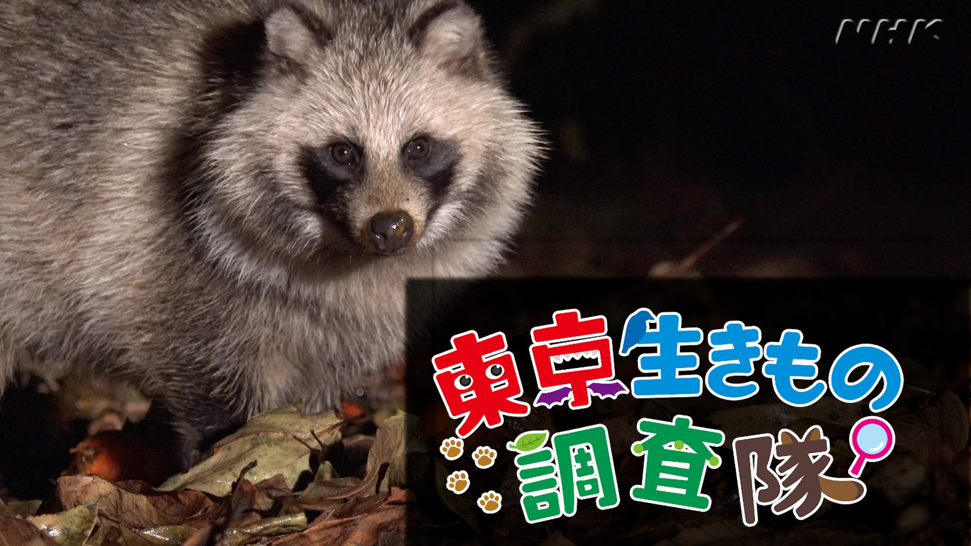 ダーウィンが来た 東京のタヌキ情報を大募集 番組では引き続き 東京の生きものを取材中 東京のこんな場所で見た あんなことをしていた などなど 目撃情報をお待ちしています 投稿はこちらへ T Co Okssc92ce3 写真も募集中